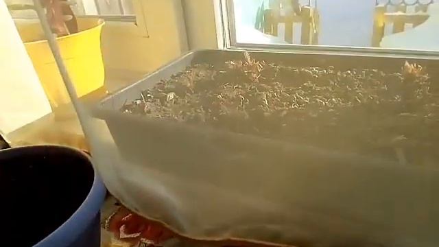Обзор семян цветов которые цветут всё лето на 2019г/Сладости с Нового Года/09.02.19 смотреть онлайн