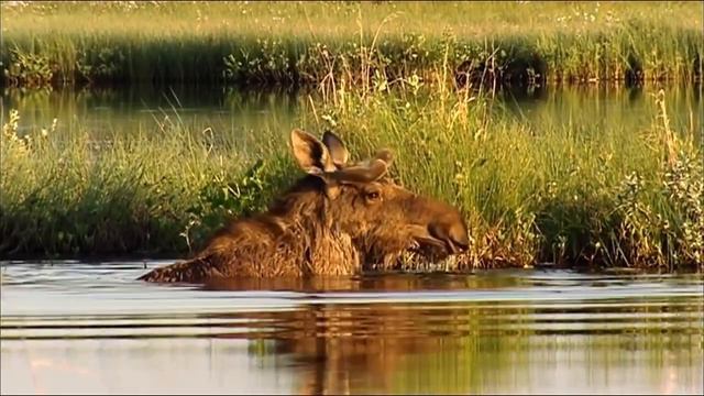 Дикая природа Швеции HD 720p смотреть онлайн
