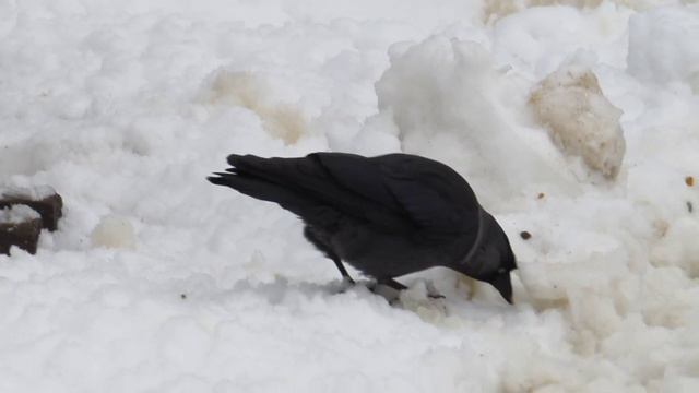 BIRDS IN MOSCOW. TSARITSYNO PARK. ПТИЦЫ В ПАРКЕ «ЦАРИЦЫНО». #moscow #birds #москва #птицы #царицыно смотреть онлайн