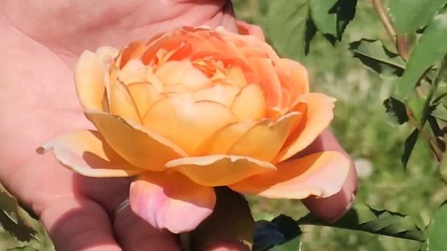 David Austin® Rose Lady Of Shalott // BEST PERFORMING Variety In Mid-Atlantic & Northeast Region???
