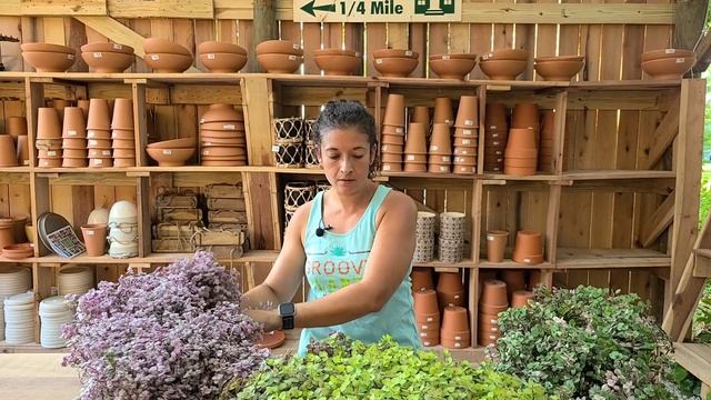 Callisia Care | Callisia 'Bianca', Callisia 'Pink Panthers, & Callisia 'Gold'