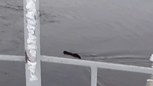 Норка переплывает реку зимой смотреть онлайн