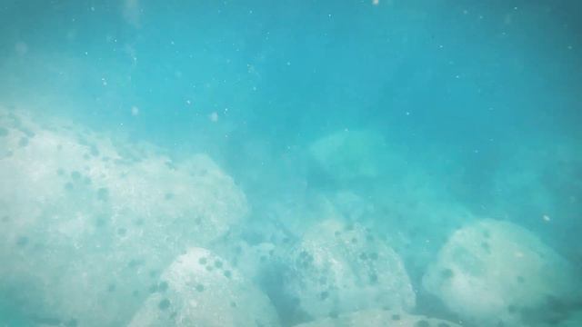 Снорклинг с ларгами в Японском море смотреть онлайн