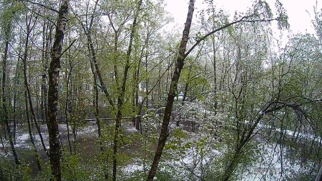 Погода чудит.    Снег на 8 мая 2017 год.