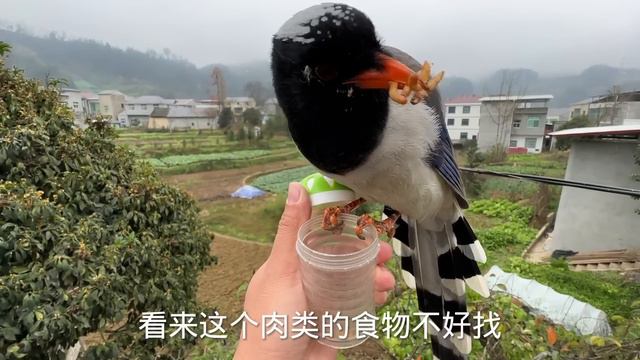 蒙面鳥哥|救援小鳥日記：下雨天小鳥找不到食物，餓到飛不動，冒雨給其餵食食物【蒙面鳥哥】 смотреть онлайн