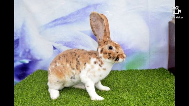 Крольчата породы Рекс, Французский Баран и Калифорнийская в нашем хозяйстве "Тургенский Кролик" смотреть онлайн