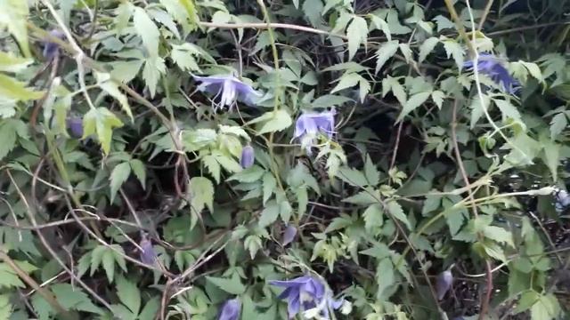 #clematis #клематис #княжик / Клематис Мэйдвелл Холл(лат. clematis Maidwell Hall). Княжик без хлопо смотреть онлайн