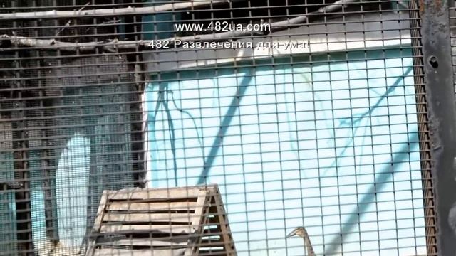 Харьков, зоопарк, страус Эму, породистые курочки смотреть онлайн