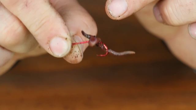 How to bait a Hook with a REAL worm смотреть онлайн