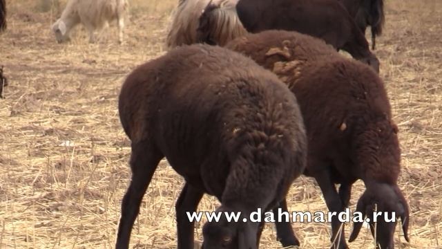 Гиссарские овцы, как определить породность овцы или барана