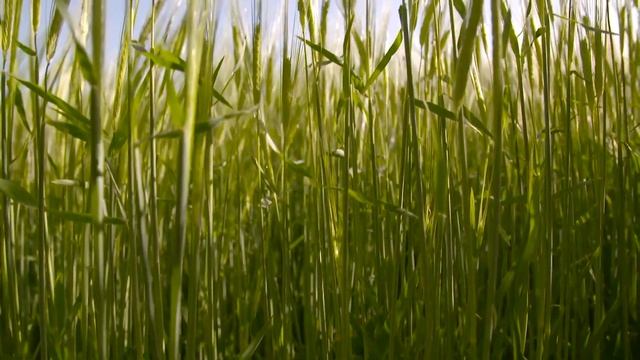 Я.Френкель слова И.Гофф "Русское поле" смотреть онлайн