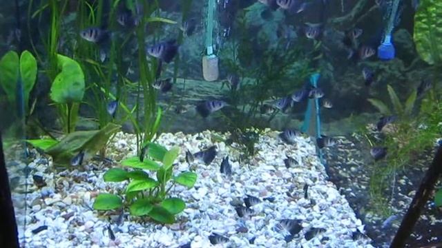 Тернеция - Аквариумная рыбка смотреть онлайн