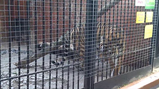 ТИГР, САРАНСКИЙ ЗООПАРК смотреть онлайн