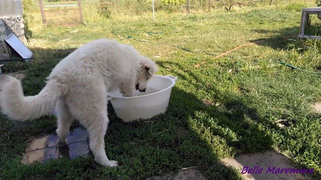 Maremma Have Fun Playing In A Bowl Of Water.Маремма весело играет в тазу с водой