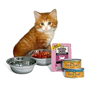 Сухой корм или натуральная пища? Чем лучше кормить кошку? смотреть онлайн