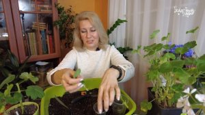 К февралю герань зацветет пышными шапками. Как обрезать пеларгонию зимой.