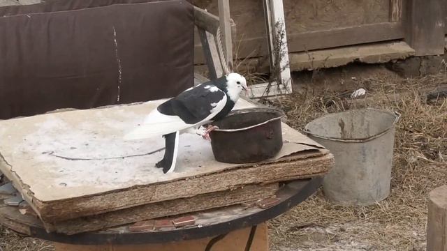 Бакинские голуби! смотреть онлайн