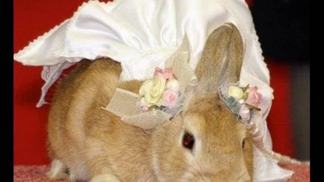 ГЛАД ВАЛАКАС - ПЛАТЬЕ БЕЛОЕ (ПЕТЛЮРА) V.2 смотреть онлайн