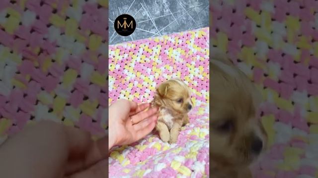 Щенки мальтипу топ класс. смотреть онлайн