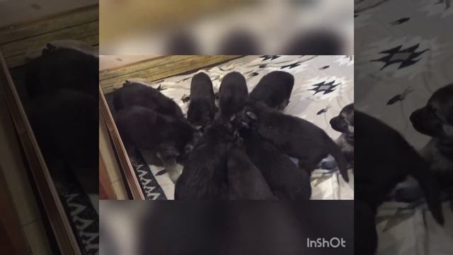 Продажа щенков ВЕО смотреть онлайн