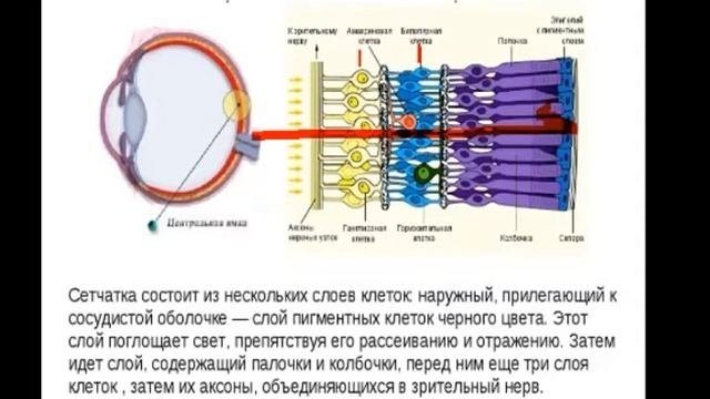 Анализаторы. Зрительный анализатор. СдатьЕГЭлегко. Баштанник Н.Е. смотреть онлайн