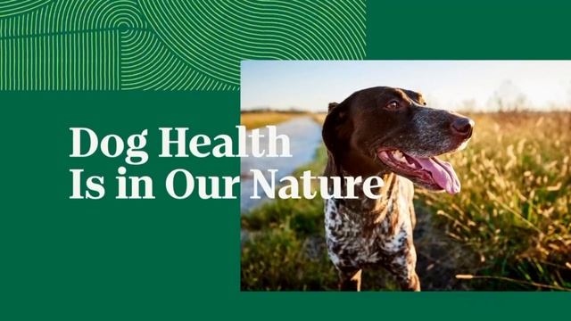Nutro Dog Food | Best Dog Food смотреть онлайн