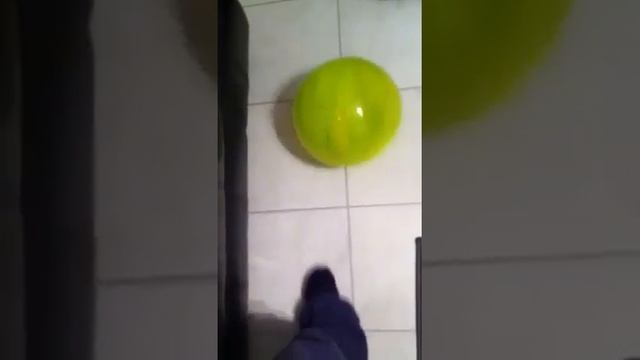 Gerbil in ball смотреть онлайн