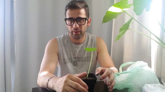 OREJAS DE ELEFANTE #02 (reproduccion y resultado final) смотреть онлайн