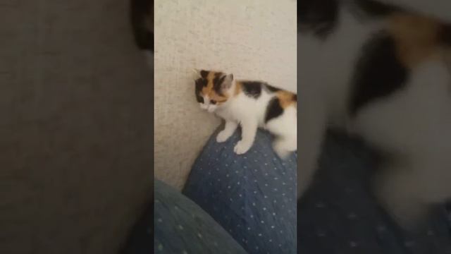 Злая кошка смотреть онлайн