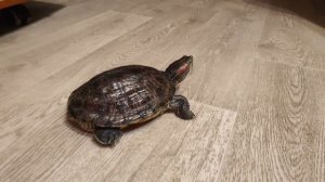 Шустрая черепаха беает по дому.Красноухая черепаха.