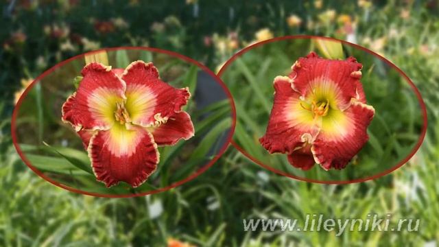 Лилейник ТАНГО ДЛЯ ДВОИХ смотреть онлайн