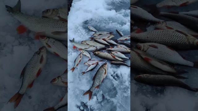 Рыбалка на МОРМЫШКУ 🌨️🐟 река ЗУША 🐟❄️🎣 первый ЛЁД 🎣🕳️🐟🌊 смотреть онлайн