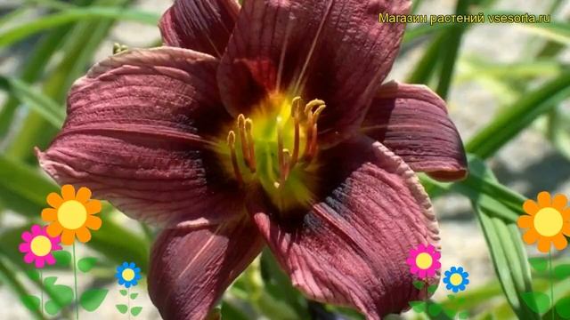 Лилейник гибридный Жокей Клаб. Краткий обзор, описание hemerocallis hybrida Jockey Club смотреть онлайн
