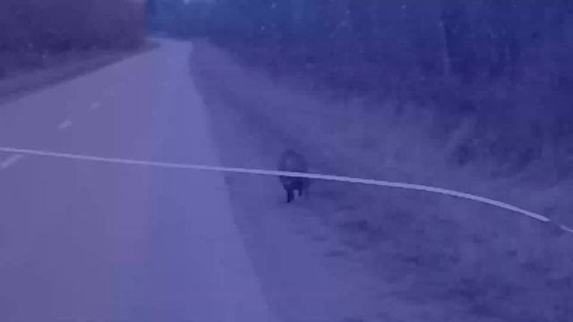 поймали свинью на дороге смотреть онлайн