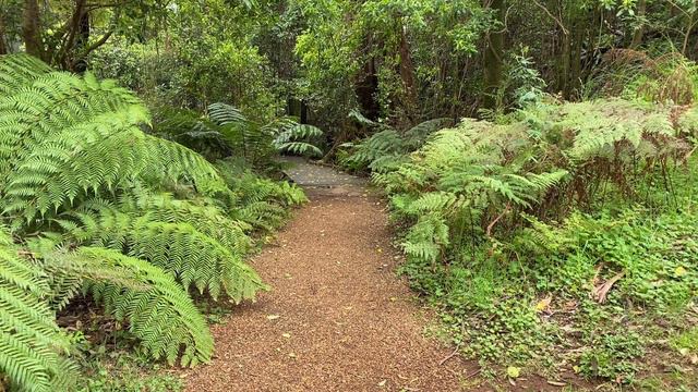Rainforest Sounds from Mount Tomah Botanic Gardens. смотреть онлайн