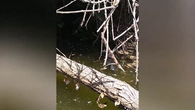 Un pomeriggio in kayak nel parco del fiume Sile - RTM kayak - RTM Tempo смотреть онлайн