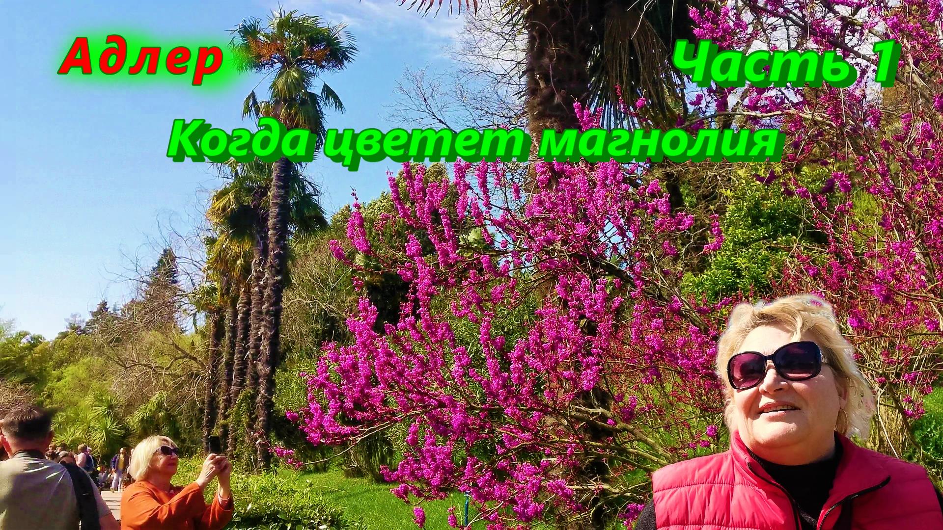 Когда цветет магнолия/ Парк Южных Культур в Адлере сегодня/ Часть первая смотреть онлайн