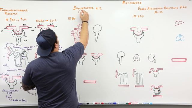 Renal | Autoregulation (Updated) смотреть онлайн