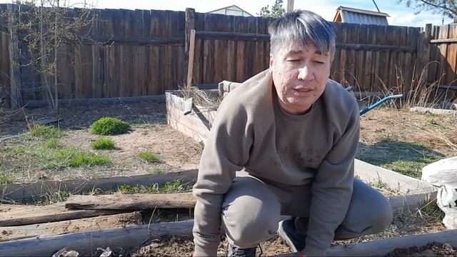 ЗЕМЛЯНИКА ПОСЛЕ ЗИМОВКИ. ПРИГОРОД УЛАН-УДЭ. БУРЯТИЯ. 2021.