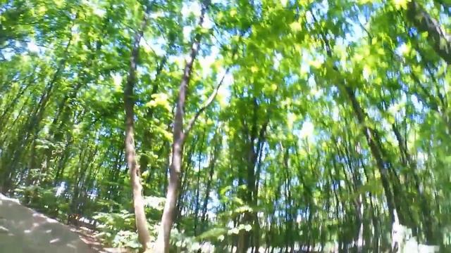 Mongoose fireboll что это? В первые на дерт трассе смотреть онлайн