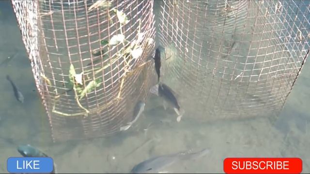 Fishing: Amazing FISH Trap: Metal Screen Trap;BOBO/Patanga Vs Fish