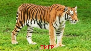 Карточки Домана Часть 3 Животные мира!