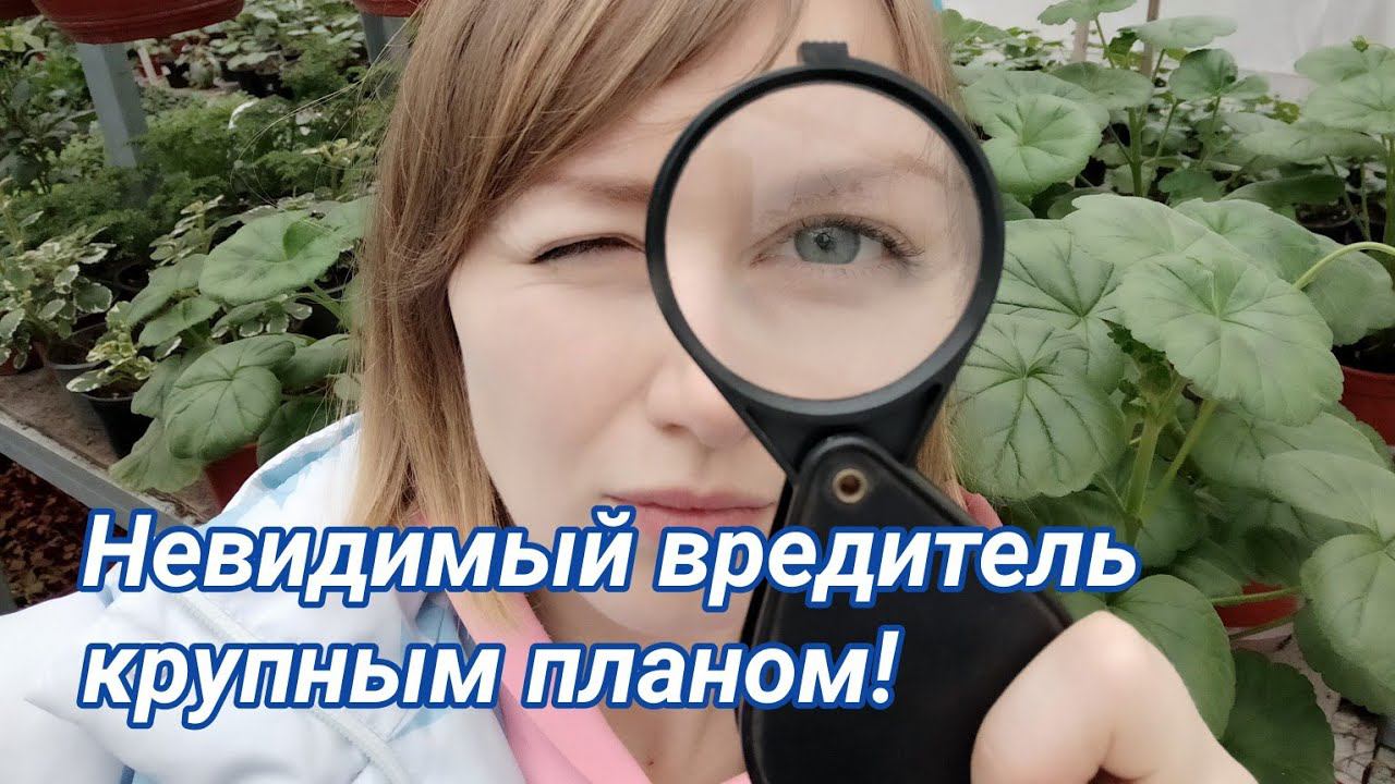 Грибные комарики или почвенные мушки, борьба и профилактика. смотреть онлайн