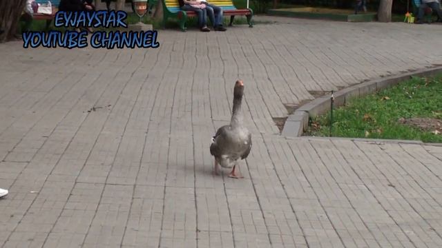 Geese vs. Ducks! Very funny animals! Гуси против уток! смотреть онлайн