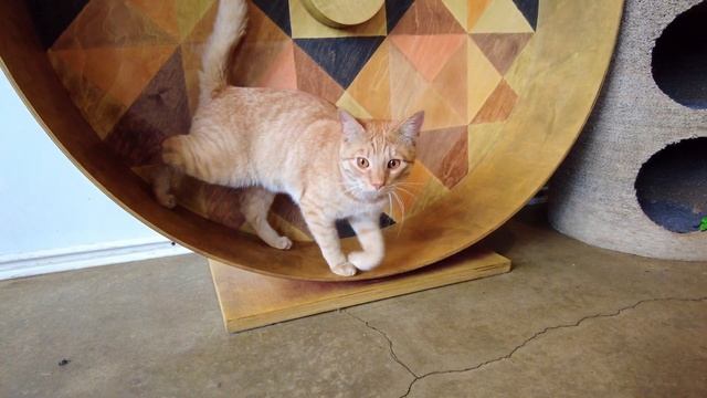 Кошачье  кафе - Самое милое кафе в Эстонии.@SAMPOSEBE83