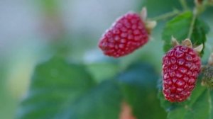 Болезни и вредители малины. Профилактика и обработка#малина #вредители #малиноваямуха