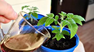 Можно бесплатно сделать рассаду мощной и изумрудно зеленой подкормив этим! Картофельный отвар!