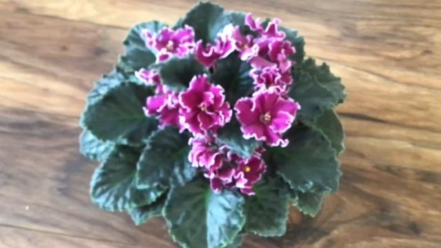 ПТ-Царская Особа. Знакомство с сортом. смотреть онлайн