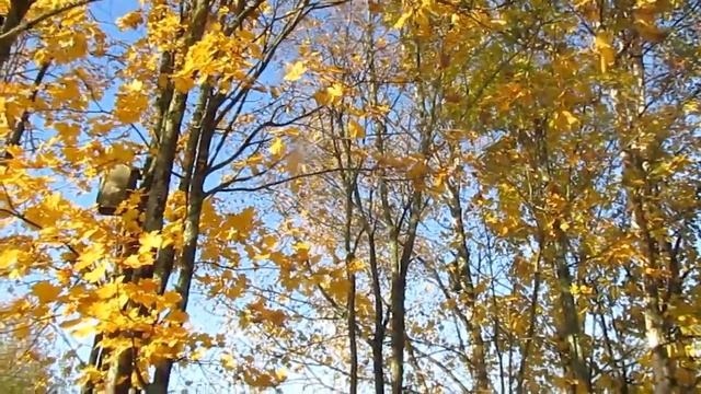 золотая осень смотреть онлайн