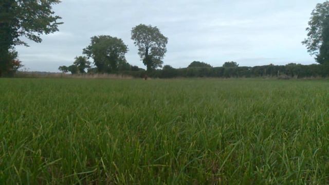 Irish red setter running смотреть онлайн